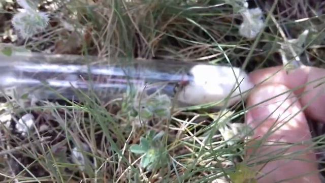 Бархатный муравей | Оса-немка смотреть онлайн