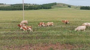 уральские горы