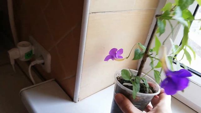 Тунбергия эректа Мантия Короля смотреть онлайн