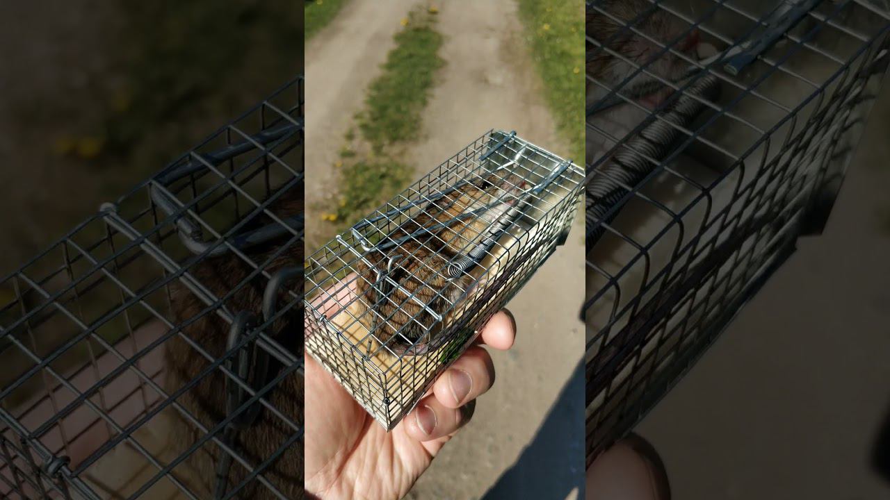 Поймали мышь идём выпускать! смотреть онлайн