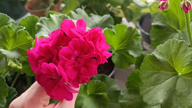 Обзор и сравнение пеларгоний ИВ-Чардаш и Fee Cerise Polina. смотреть онлайн