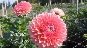 Коллекция георгин 2020 Шары часть 6