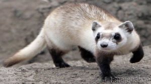 Хонорик-Гибрид Хорька и Европейской Норки. Сериал. Животные - Гибриды.