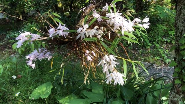 Dendrobium moniliforme セッコク：野生のデンドロビウム смотреть онлайн