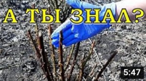 САДОВЫЕ РОЗЫ: 6 обязательных действий ВЕСНОЙ???