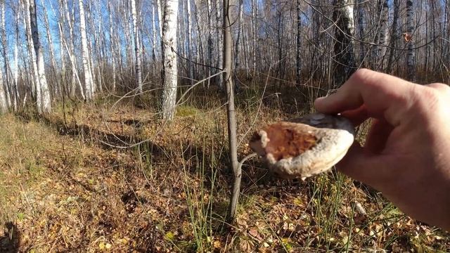 Прогулка по осеннему лесу. Трутовики. Рядовка землистая. Чагу всю срубили.