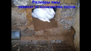 кролики в яме