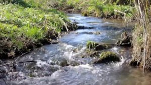 Лесной Ручей и Успокаивающая Музыка для Сна, Пение Птиц, Звуки Природы, Релакс для Сна, Медитация