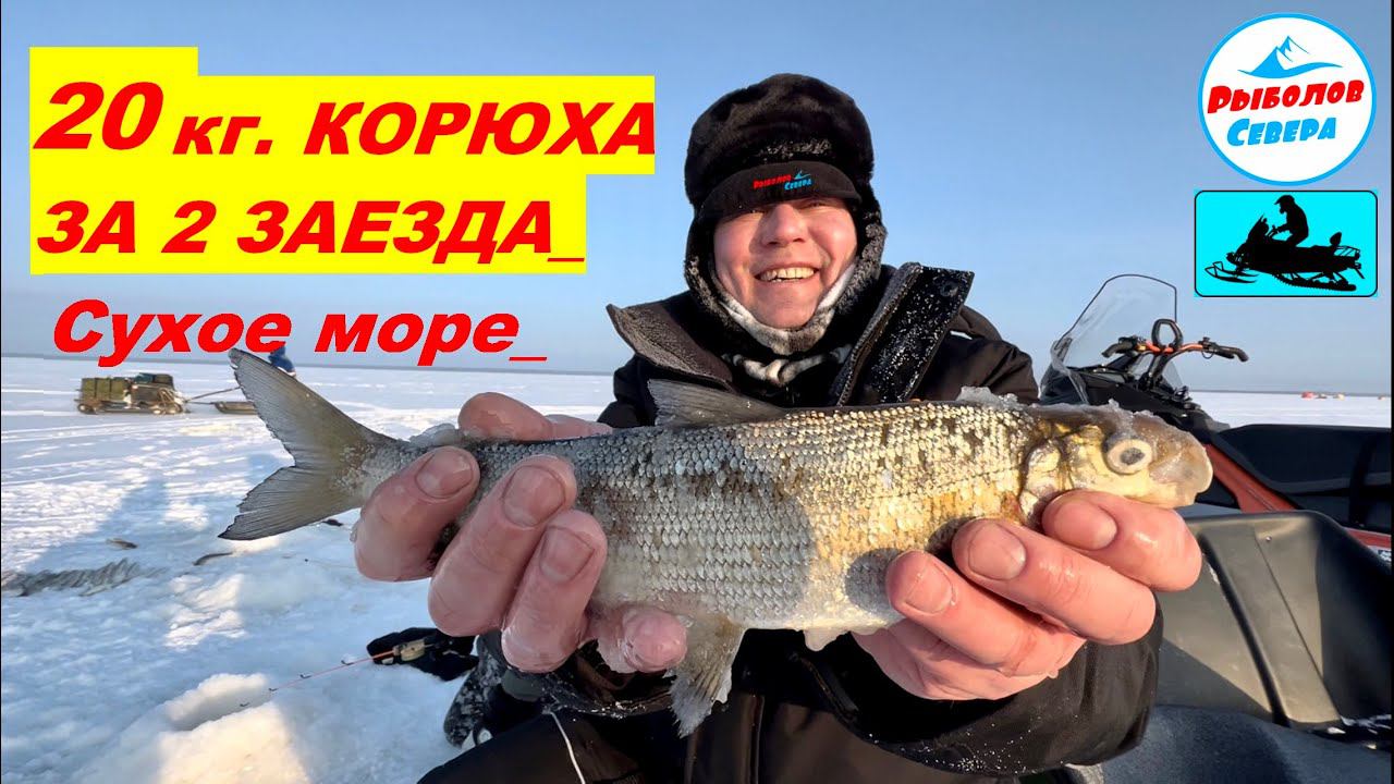 ✅20 КГ КОРЮХА ЗА 2 ЗАХОДА l СУХОЕ МОРЕ I СЮРПРИЗ ВНУТРИ #рыболов_севера #рыбалка2024#корюшка