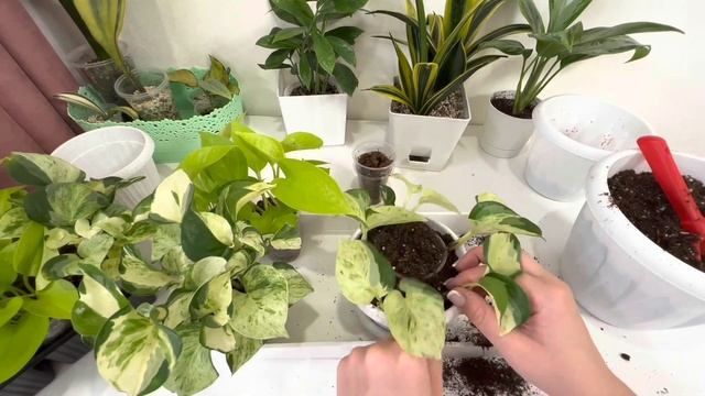 Эпипремнум хэппи лиф  самый неприхотливый из всех эпипремнумов и сциндапсусов