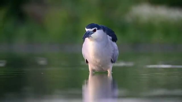 Цапля Кваква Nycticorax nycticorax смотреть онлайн
