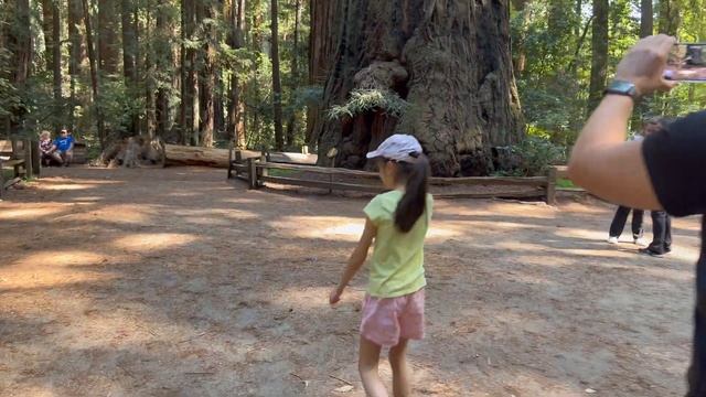 Самые большие деревья в мире / Секвойя / Sequoia Park / Redwoods Park смотреть онлайн