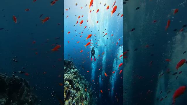 Чарующая фауна морских глубин🐠