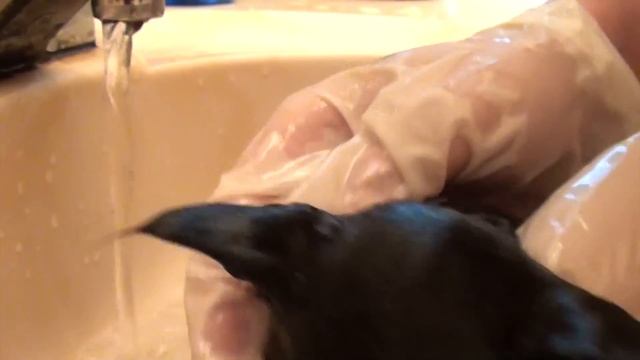 Tiny Kitten's First Bath - Cole and Marmalade смотреть онлайн