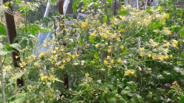 Сумасшедшие Черри Барри (Barry's crazy cherry) смотреть онлайн