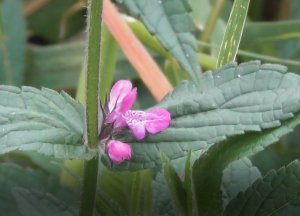 Лекарственное растение, Чистец Болотный, Stachys palustris, 21.08.2022, Великий Новгород.mp4