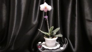 Нежнейший из башмачков. Paphiopedilum delenatii