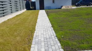Газон из клевера большая проблема.