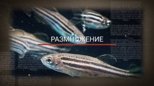 ДАНИО РЕРИО. РАЗМНОЖЕНИЕ И РАЗВЕДЕНИЕ В АКВАРИУМЕ