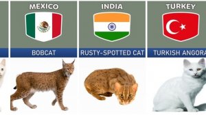 Cat Breeds From Different Countries