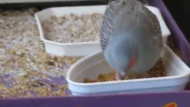 Из жизни бриллиантовых горлиц смотреть онлайн