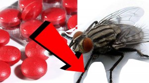 Как быстро избавиться от мышей За 3 Секунды...!!!!.!!!..!!!!!!!..!!!.!!!!