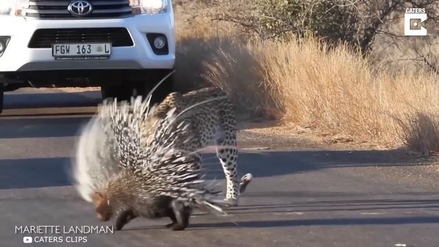 Эту Собаку Боятся Даже Полярные Медведи смотреть онлайн