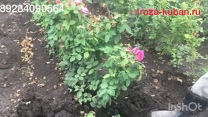 Как правильно выкапывать розы