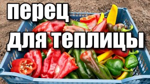 Сорта перца для теплицы. 2021.