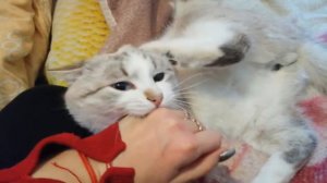 История кота Енота