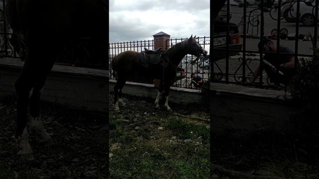 продажа лошадей Чечня