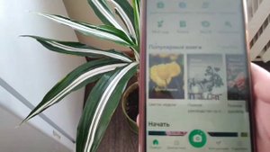 КАК ОПРЕДЕЛИТЬ РАСТЕНИЕ ПО ВНЕШНЕМУ ВИДУ