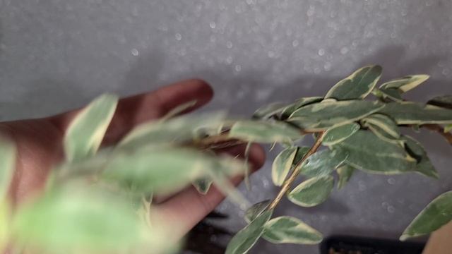 Мирт Тарентино вариегатный