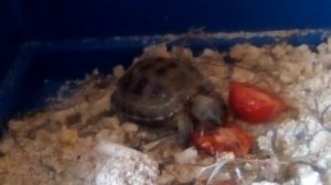 Наблюдение за черепахой