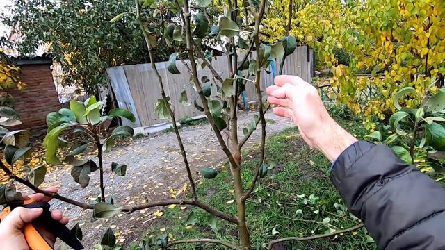 Обрезка перепривитой груши смотреть онлайн