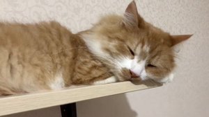 СИЛЬНО РАЗБОЛЕЛСЯ ЗУБ || УБОРКА КОМНАТЫ || ГОТОВЛЮ ТОРТИК || ПОЧЕМУ Я НЕ БУДУ УКРАШАТЬ КОМНАТУ