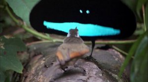 01. От полюса до полюса