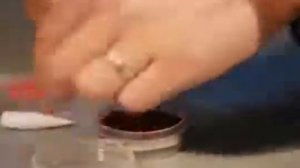 Устройство для наживки дождевого червя