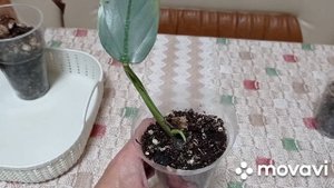 Комнатные цветы. Комнатные растения с четвертой посылки. Адаптация.