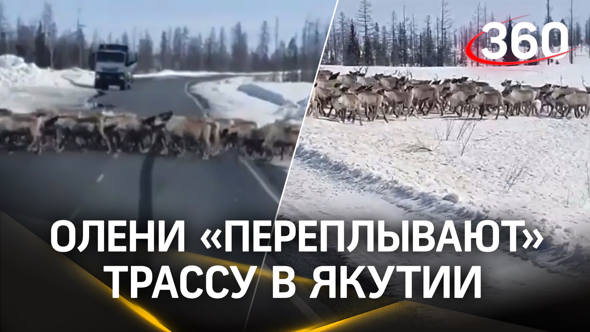 Река из оленей в Якутии: животные перекрыли трассу, их перегоняют на новые пастбища