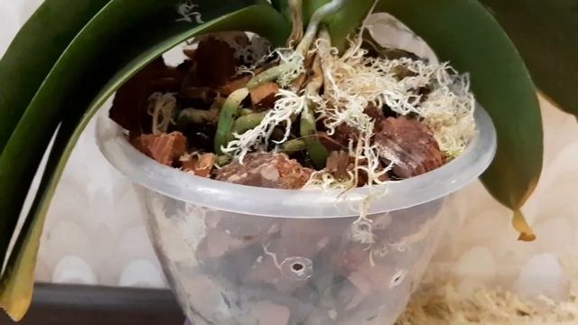 Пересадка орхидеи спустя 3 года .Много, много попугаев ...... смотреть онлайн