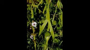 стрелолист краткое описание и в пищу пригоден