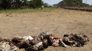 Feeding lions, the ALERT program at Antelope Park Lodge, Zimbabwe