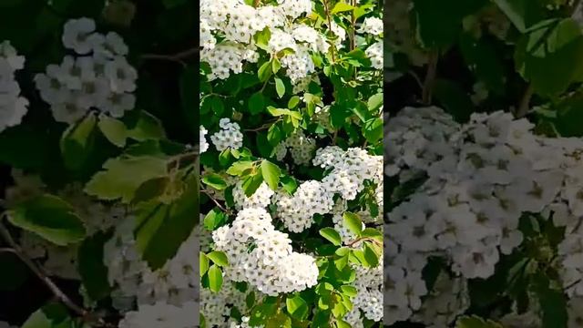 Garland Spirea | Garland Spirea Blooms on Spring | Spring flowers in Germany