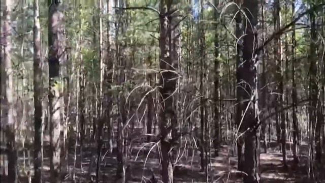 Участки в лесу в селе Фирсово, микрорайон Околица. смотреть онлайн