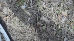 Ищю закладки в лесу | #работа мечты