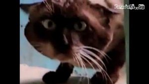 Очень странный кот +100500