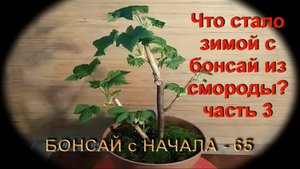 3.Что стало зимой с бонсай часть 3 стиль СЫН   ОТЕЦ из смородины.