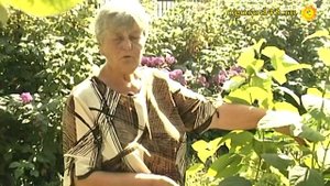 Цветы в палисаднике: многолетники и летники для "ленивых"