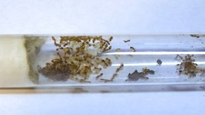 Ручной клещ у муравьев ● Temnothorax unifasciatus